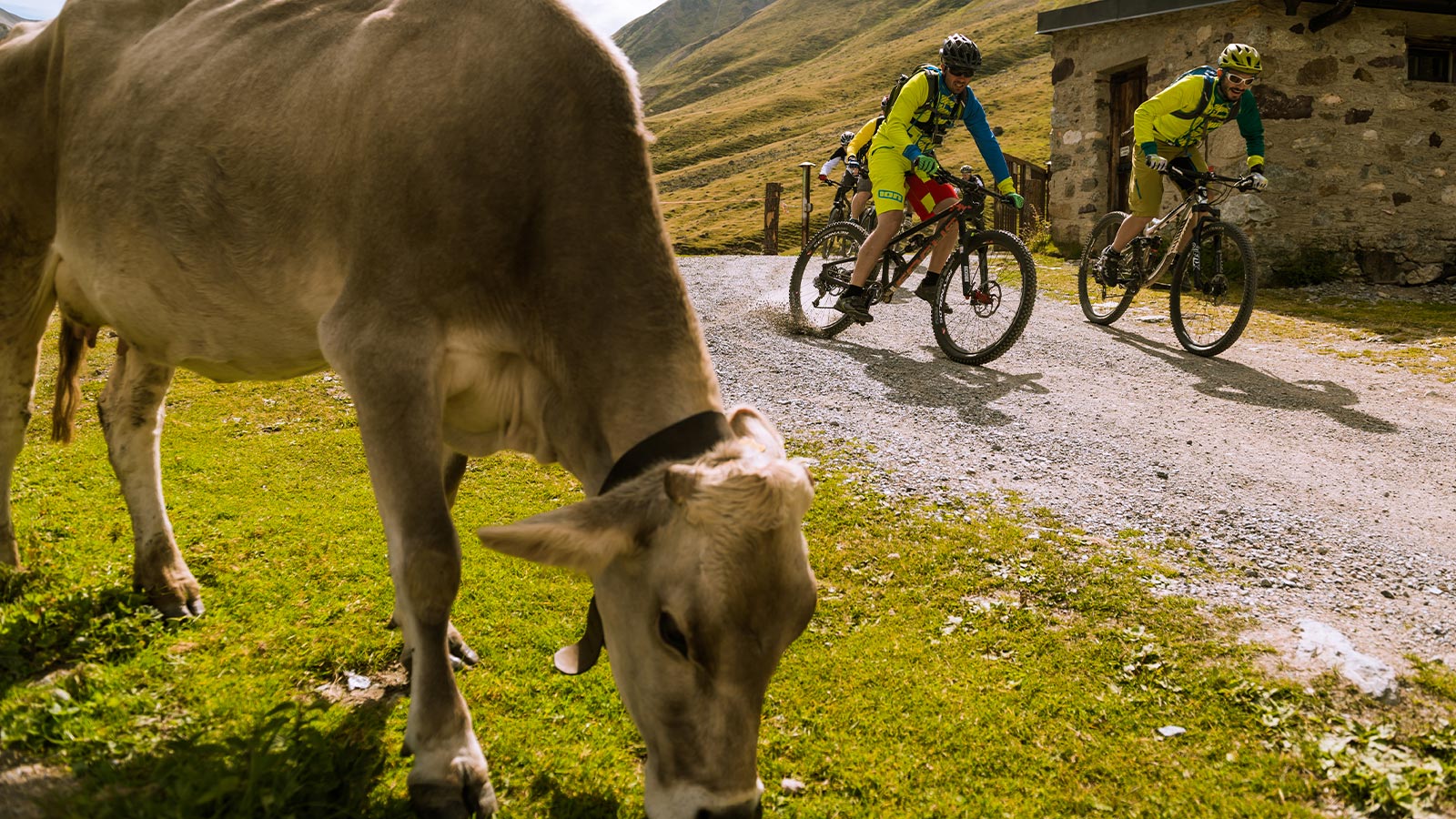 Una mucca sta brucando l'erba e sullo sfondo due ciclisti si divertono sulla loro mountain bike
