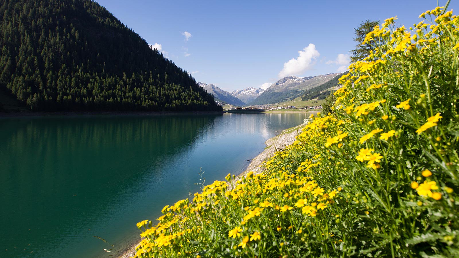 Lago nei pressi di Livigno con prati in fiori durante la stagione estiva